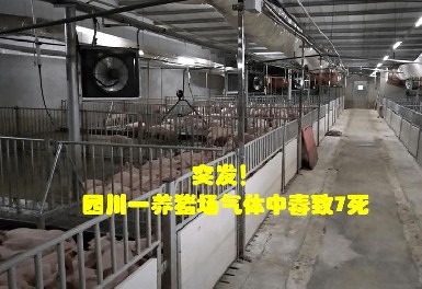 四川一養(yǎng)豬場發(fā)生化糞池氣體中毒事故，逸云天氣體檢測儀守護(hù)安全